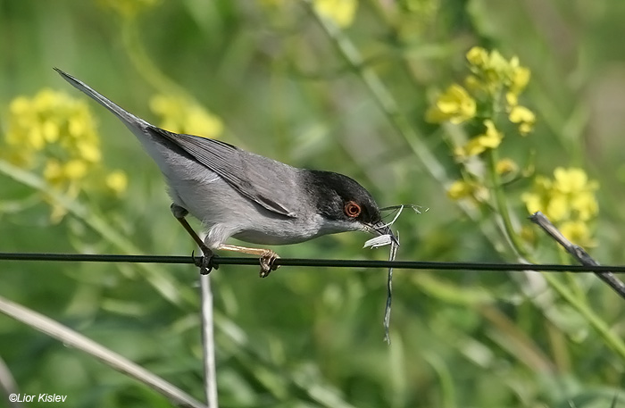    Sardinian Warbler  Sylvia melanocephala            , 2009.: .